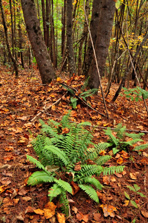 24 Clemson University Experimental Forest 2013