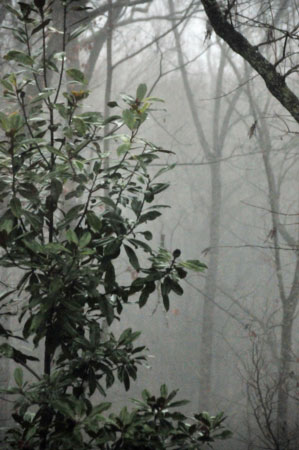 24 Morning fog 3253