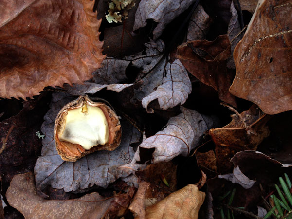 27 Acorn 4577