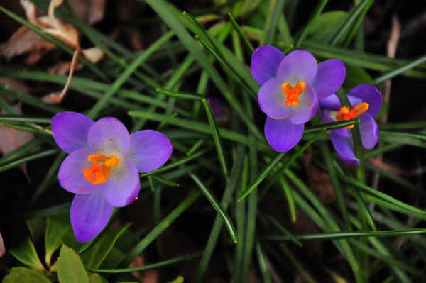 07 First Crocus 3474