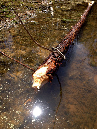 05 Beaver breakfast 4992