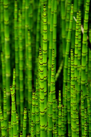 18 Equisetum 4891