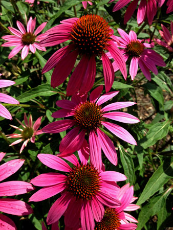 CU Echinacea 5545