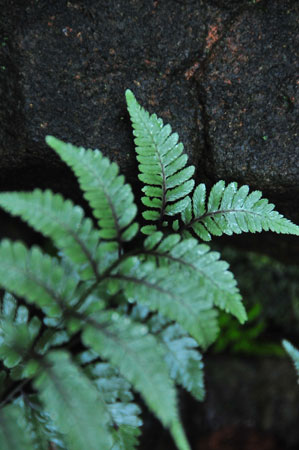 Painted fern 9812