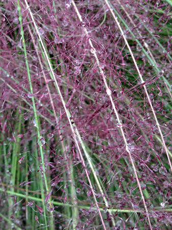 28 Purple Muhly Grass in rain 7167