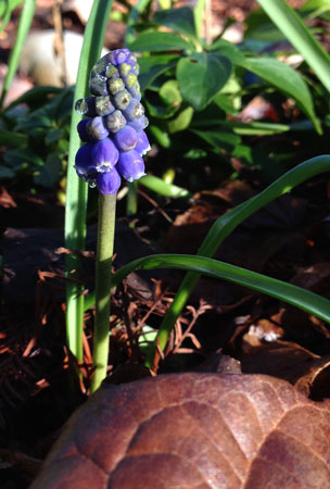 10 First grape hyacinth 7947