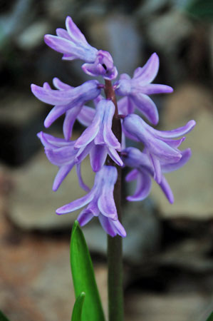 04 Hyacinth 2130