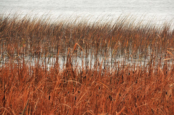 07 Winter marsh 2249