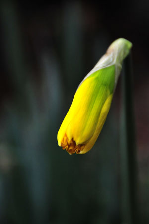 Daffodil  2129