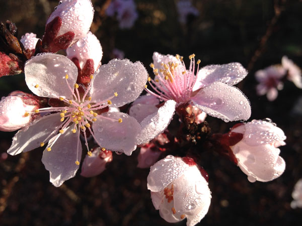 15 Morning blossoms 8202