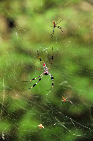 30 Golden orb weaver - Nephila clavipes 5762