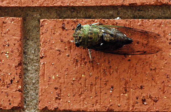 09 Summer cicada 6902