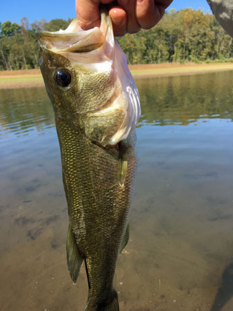 15 Seneca River Bass 2417