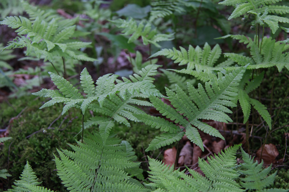 Phegopteris connectilis- Northern Beech Fern (Long Beech Fern)