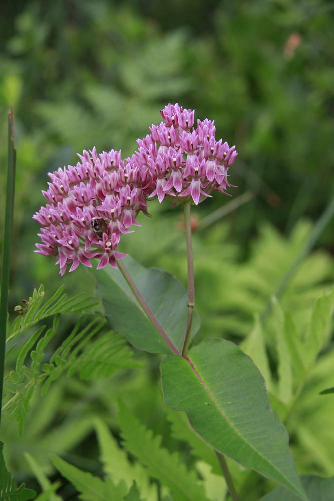 Asclepias rubra- Red Milkweed