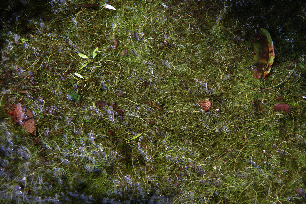 Bladderworts in flooded woods