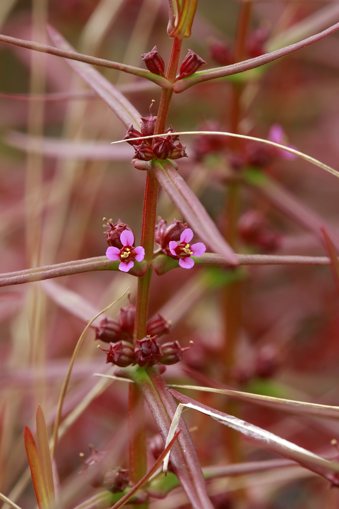 Ammannia coccinea- Scarlet Toothcup