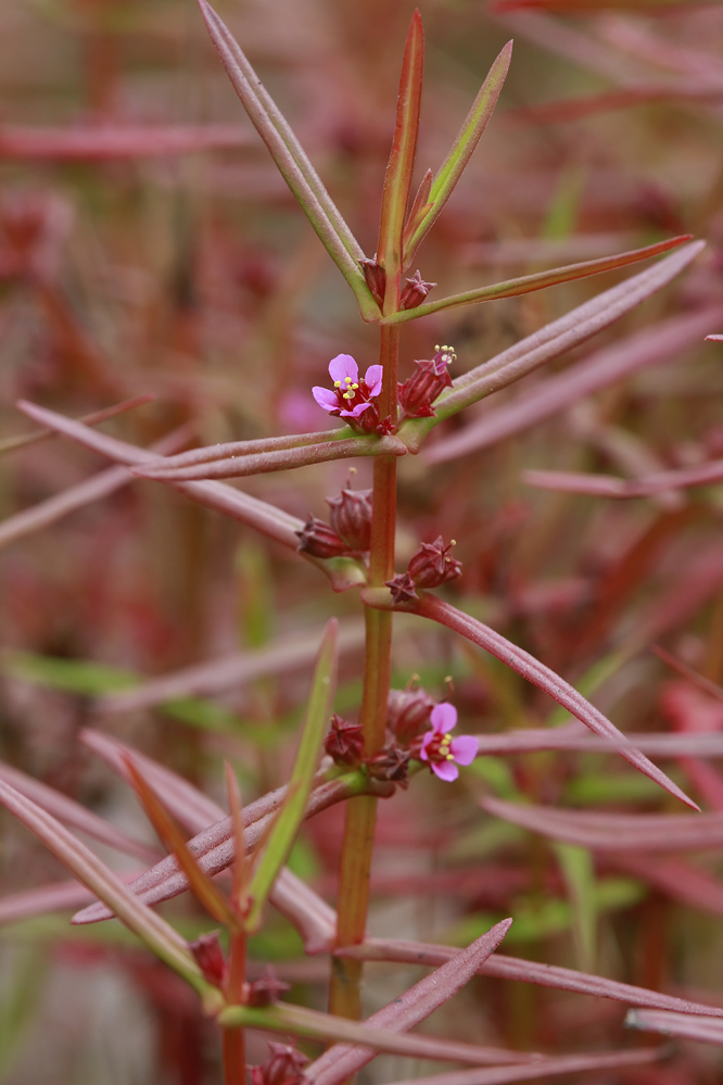 Ammannia coccinea- Scarlet Toothcup