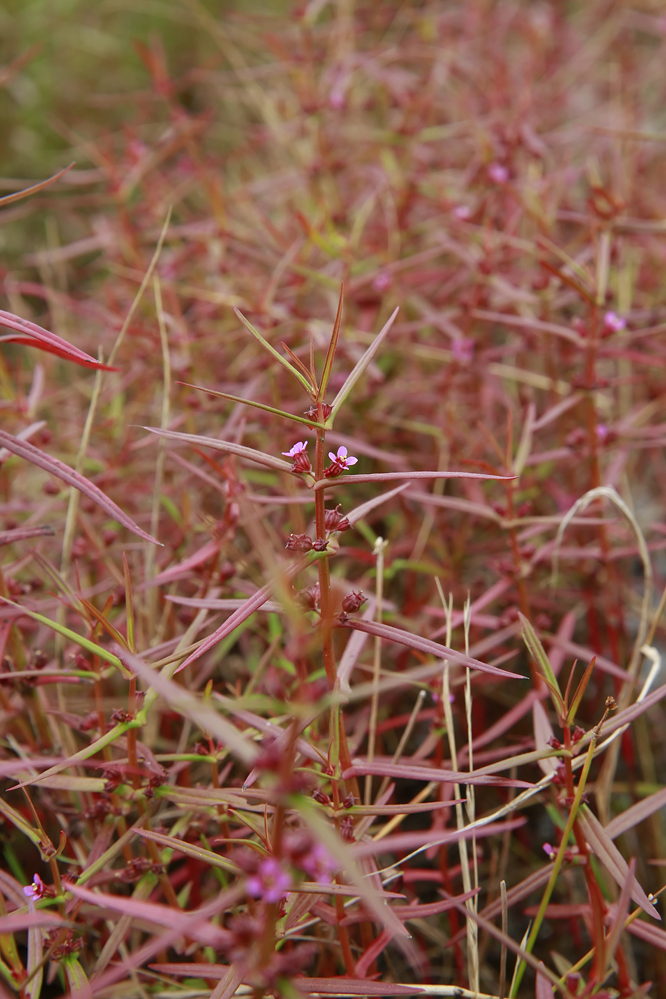 Ammannia coccinea- Scarlet Toothcup