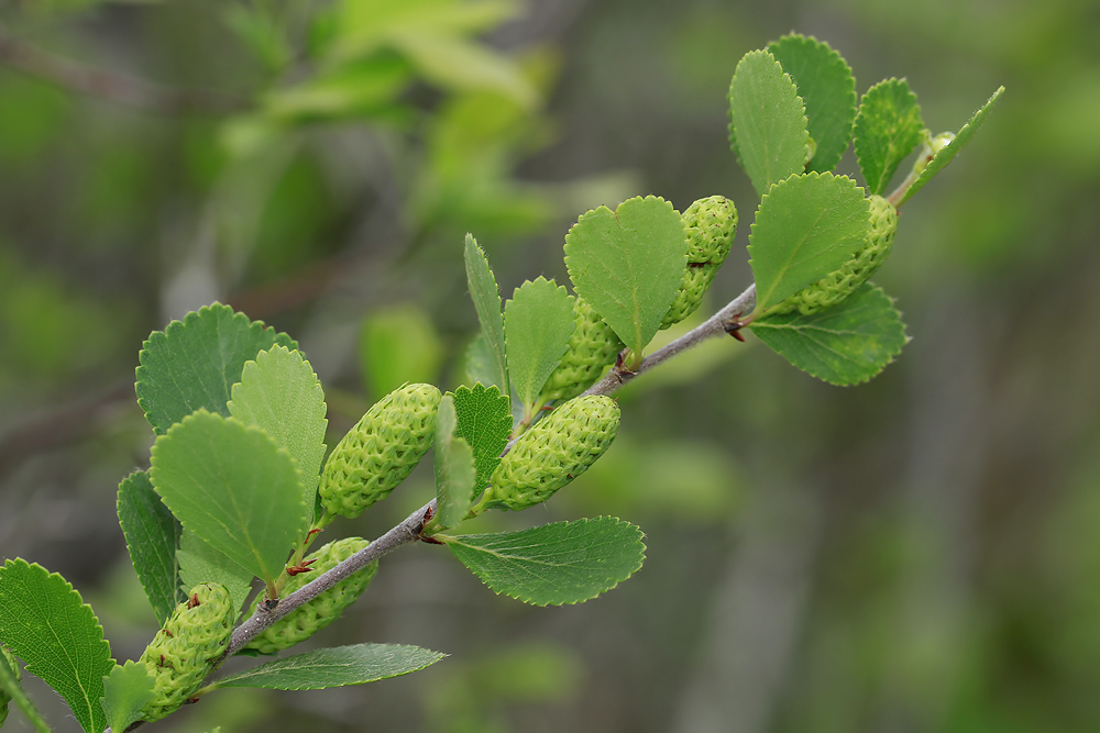Betula pumila- Bog Birch