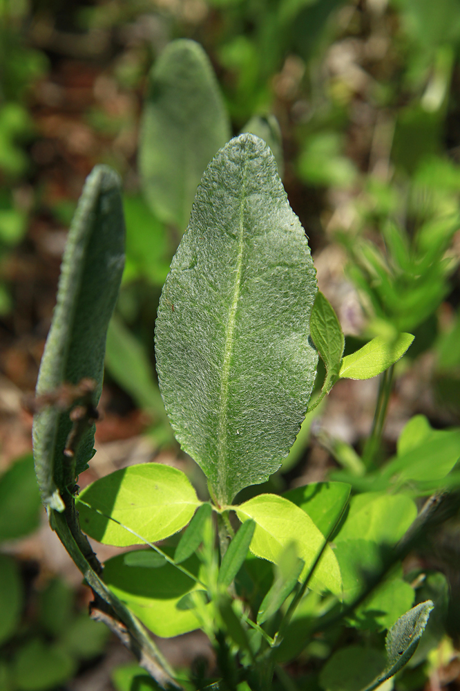 Packera tomentosa- Wooly Ragwort