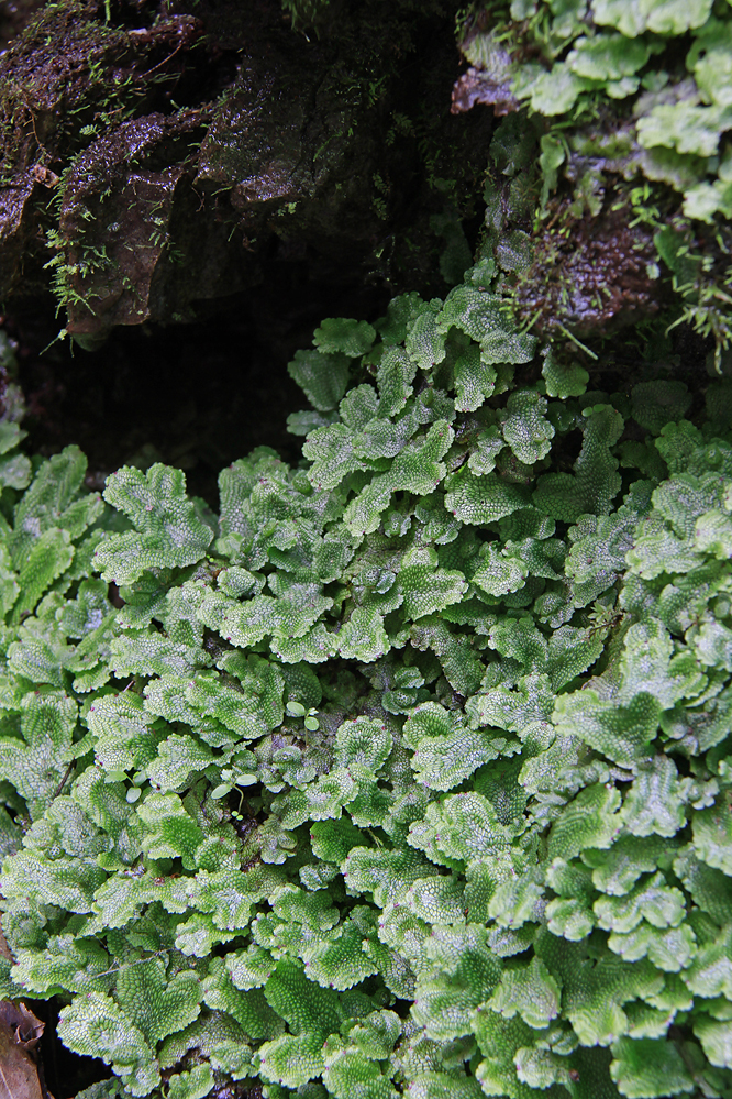 Conocephalum conicum- Scented Liverwort 