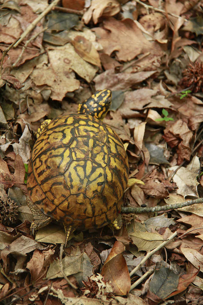 A very yellow female Box Turtle