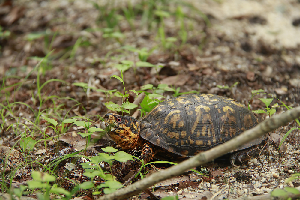 Box Turtle