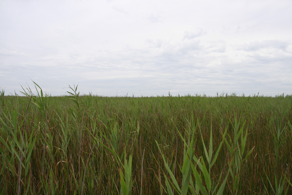 Salt Marsh