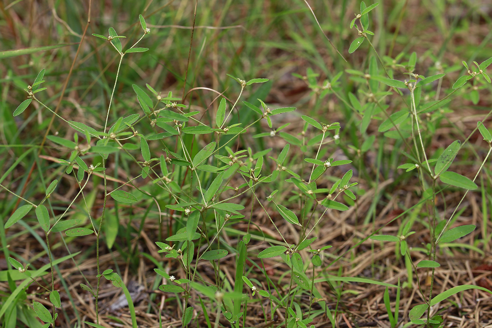 Croton willdenowii- Elliptical Rushfoil