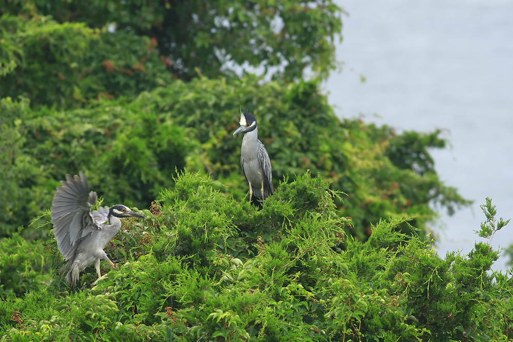 Yellow-crowned Night Herons