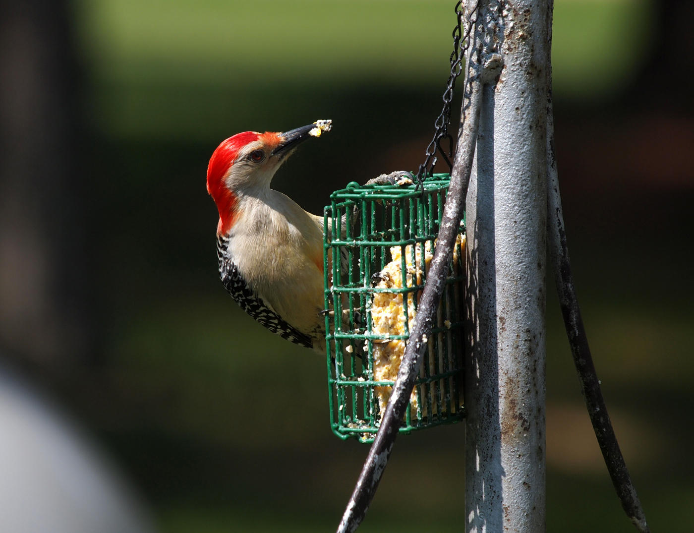 I Think Its The First Time I Ever Photographed Birds....