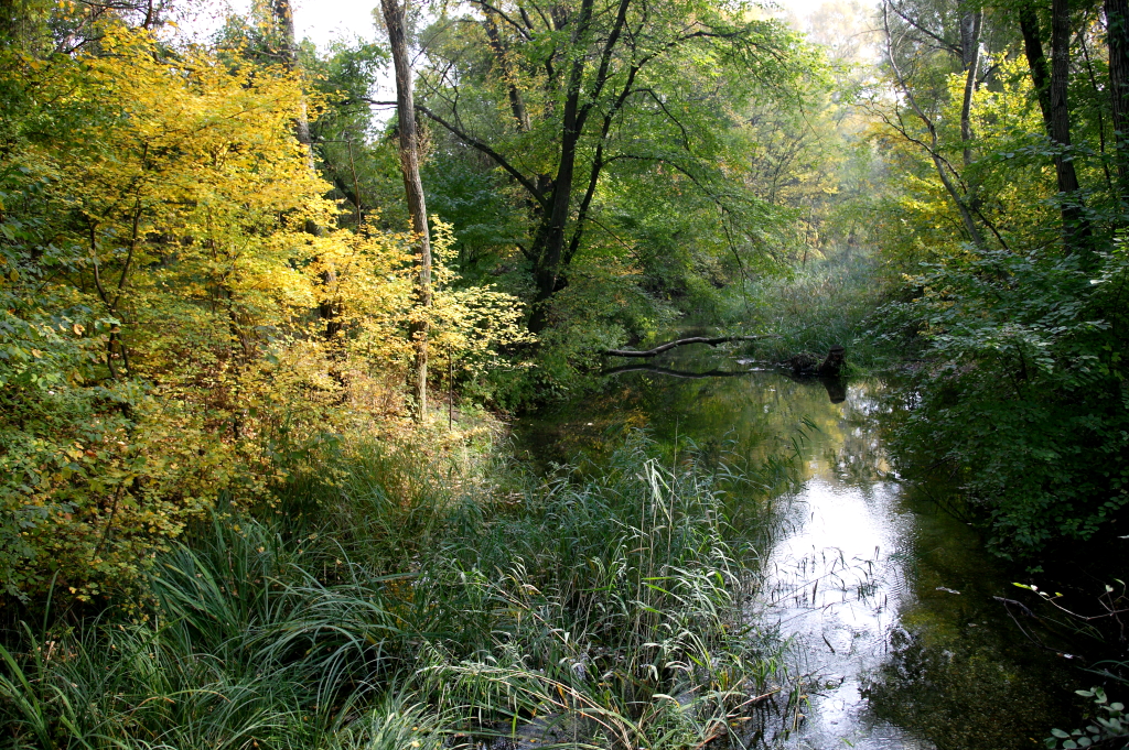 Lobau