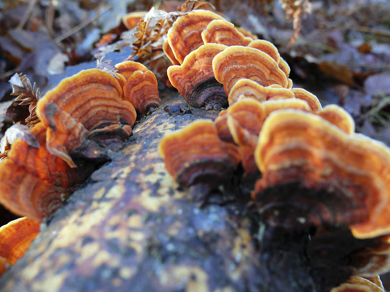 Hallucinognes_0149r.jpg