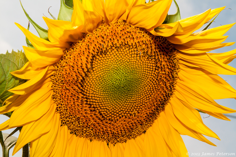 Sunflower (26985)