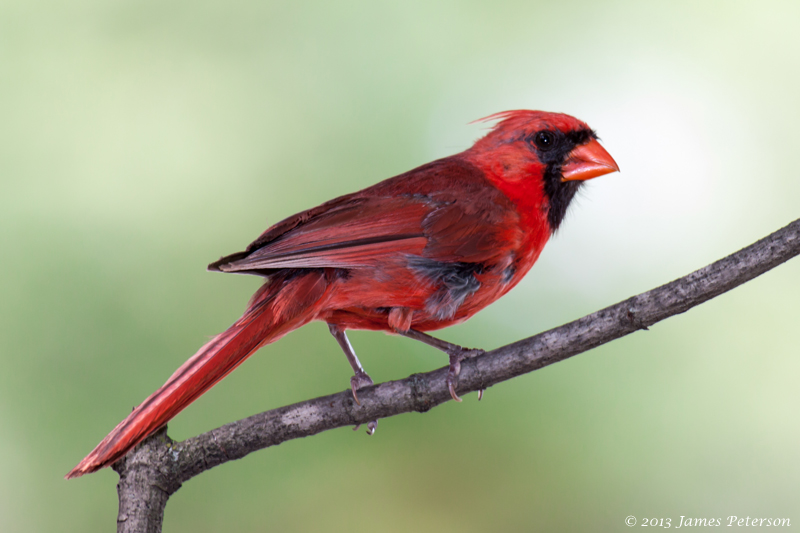 Northern Cardinal (26949)