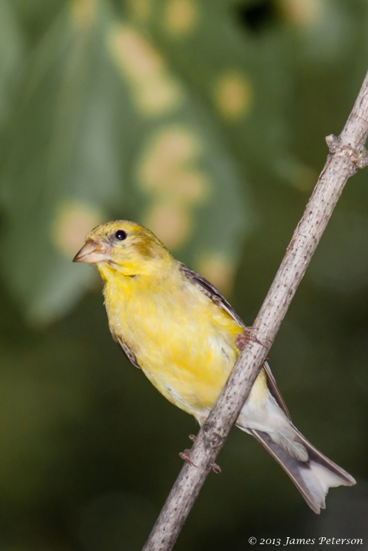 American Goldfinch (26973)