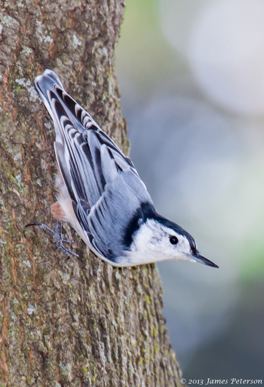 White-breasted Nuthatch (26940)