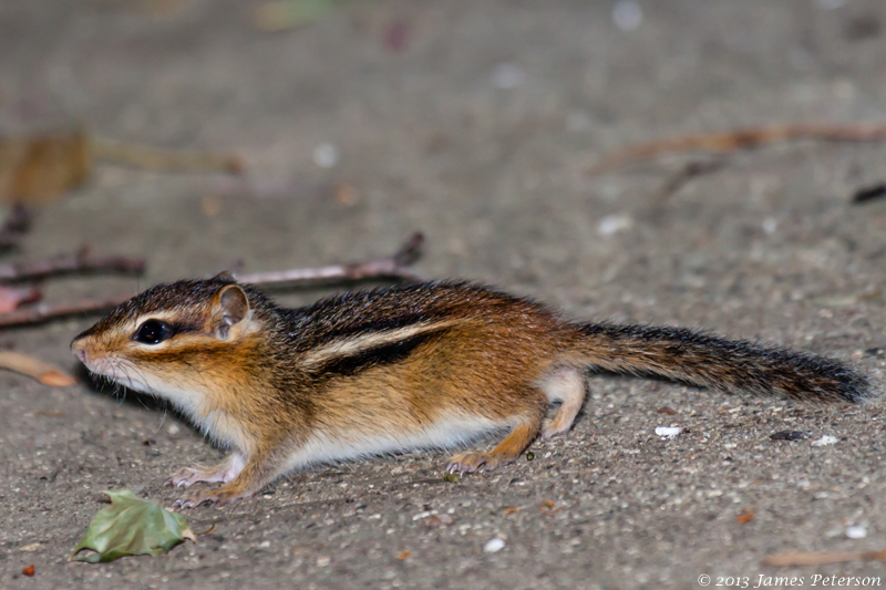 Ground Squirrel (27033)