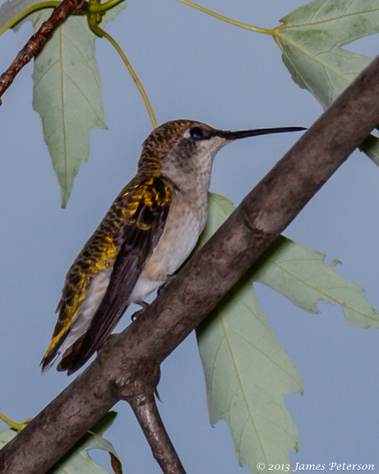 Hummingbird (27018)