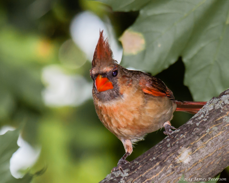 Northern Cardinal (27034)