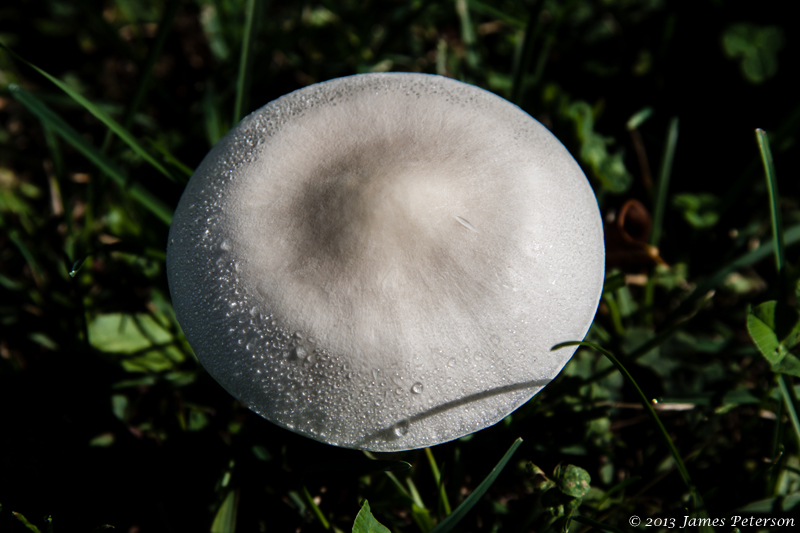 Mushroom (27885)