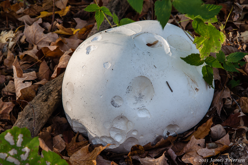 Giant Puffball Mushroom (28018)