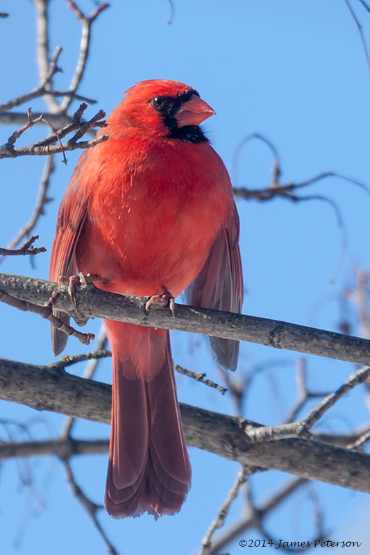 Northern Cardinal (29389)