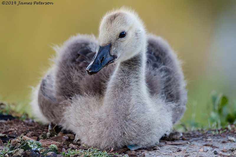 Young Canada Goose (29960)