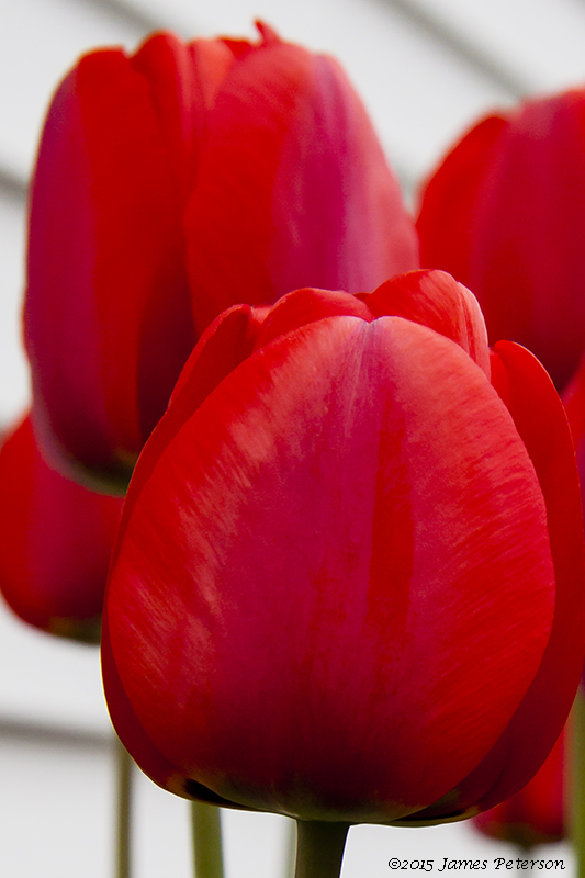 Red Tulip (40935)