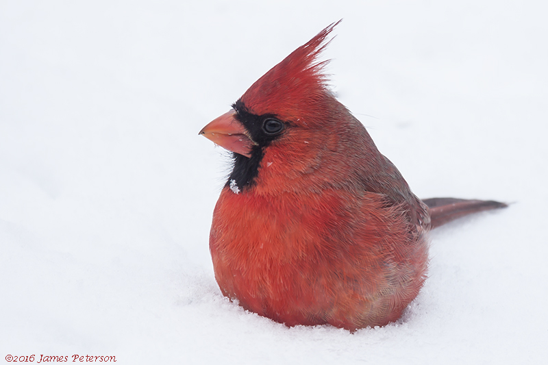 Northern Cardinal (43330)