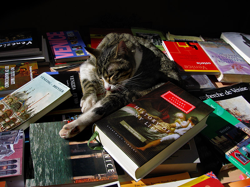 Venice shop cat,  Excuse me, time for a little wash. .. 3091
