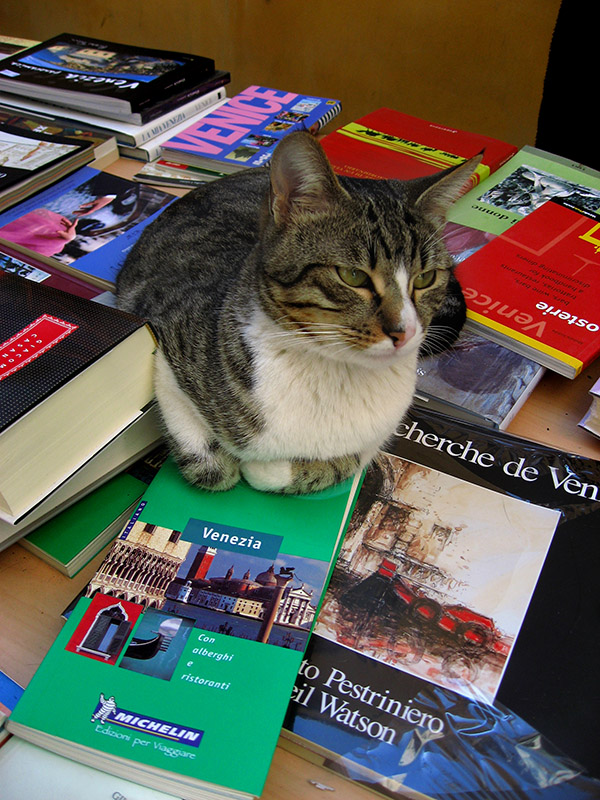Venice shop cat, Heres that book about Venice. .. 3100