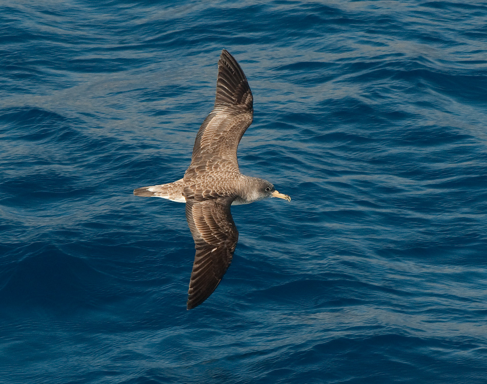 Corys Shearwater